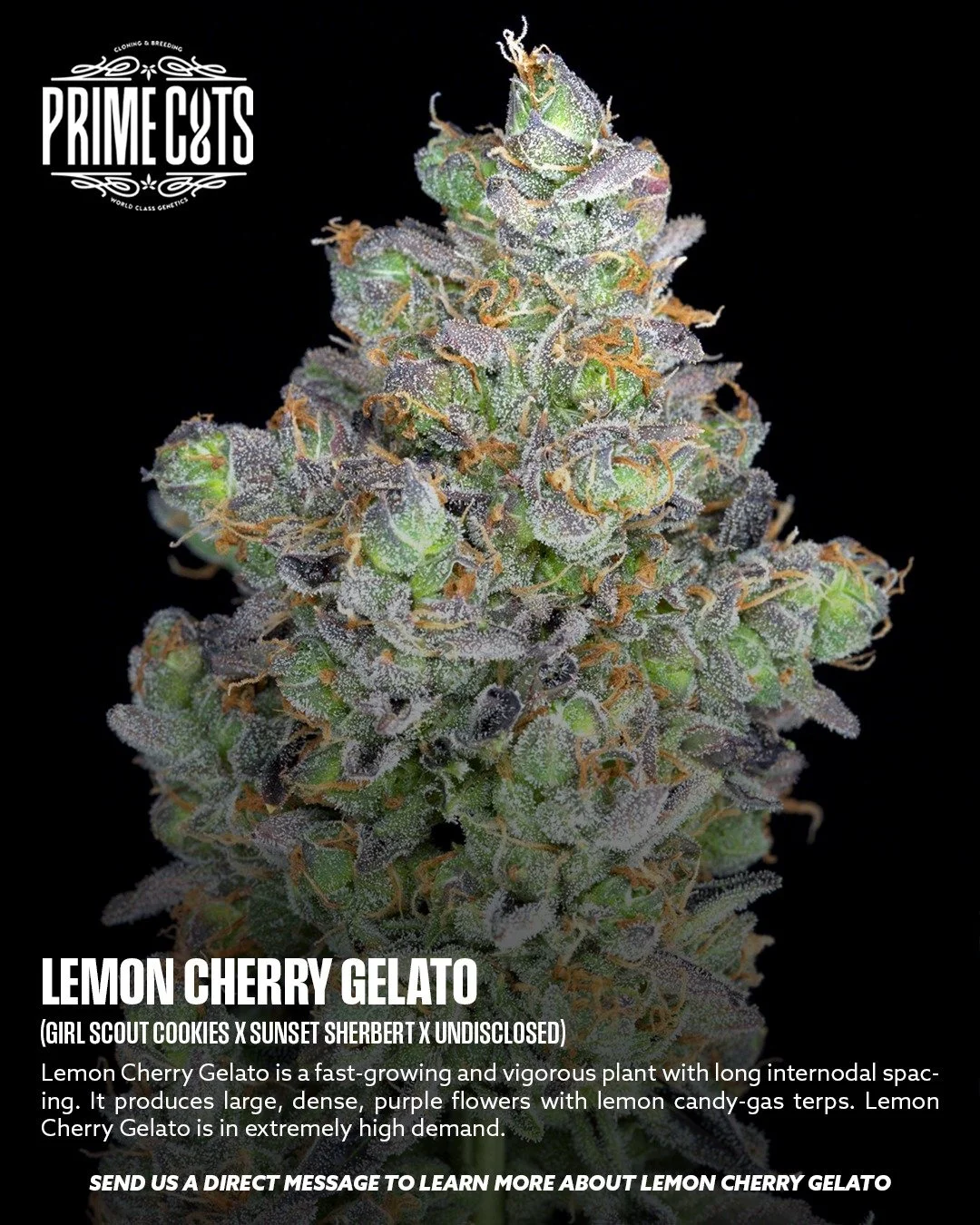 Lemon Cherry Gelato 🍋🍒🍧

#Sonoma #SonomaValley #PrimeCutsNursery #Cannabis #CannabisClones #Clones #Genetics #Candy #OGs #Gas