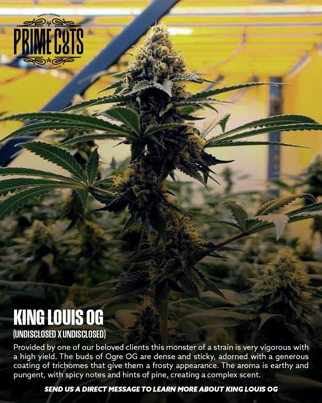 King Louie OG

#Sonoma #SonomaValley #PrimeCutsNursery #Cannabis #CannabisClones #Clones #Genetics #Candy #OGs #Gas