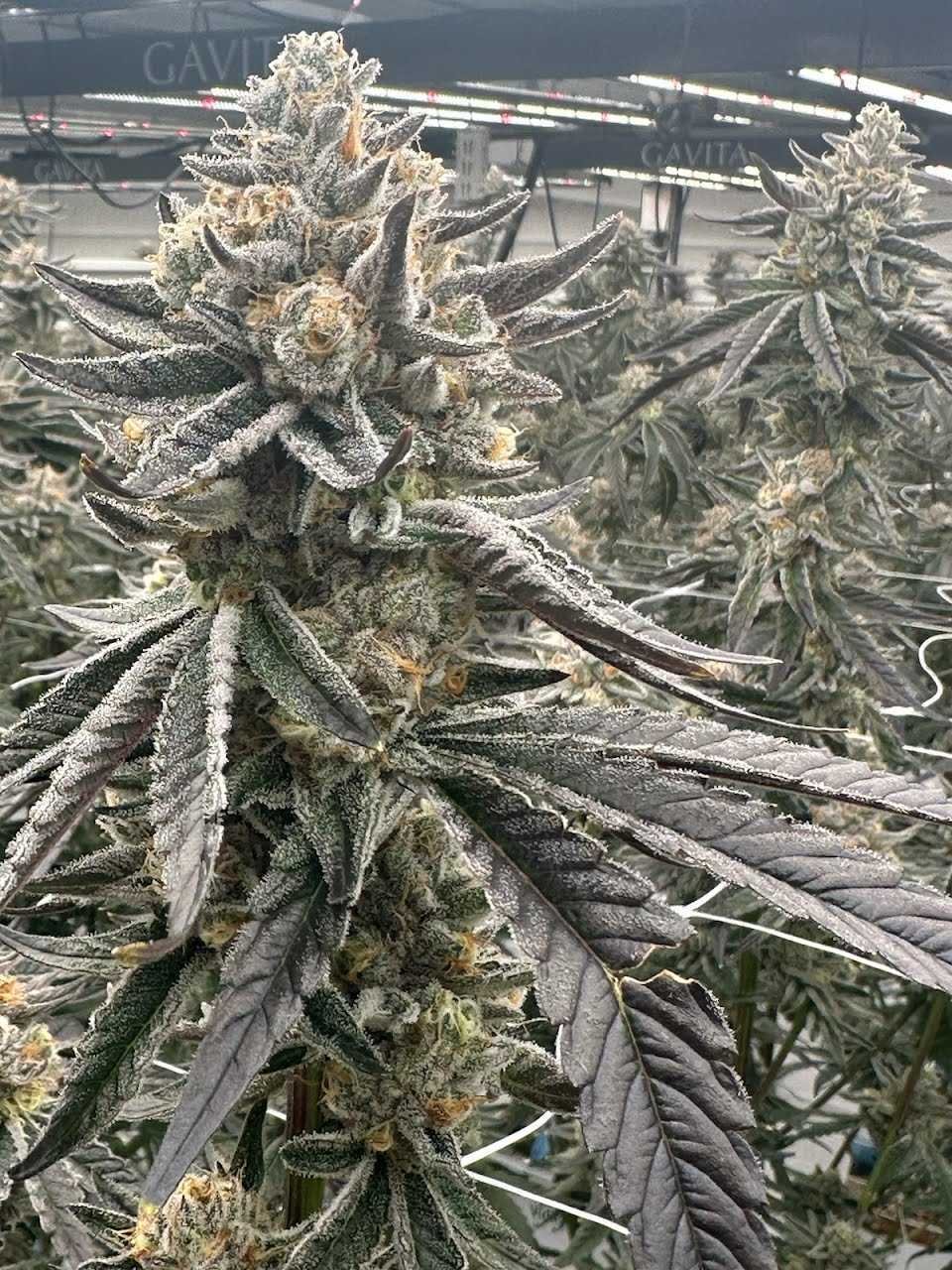 Clone Strain Menu — Prime Cuts Cannabis Clone Nursery and Seed Bank