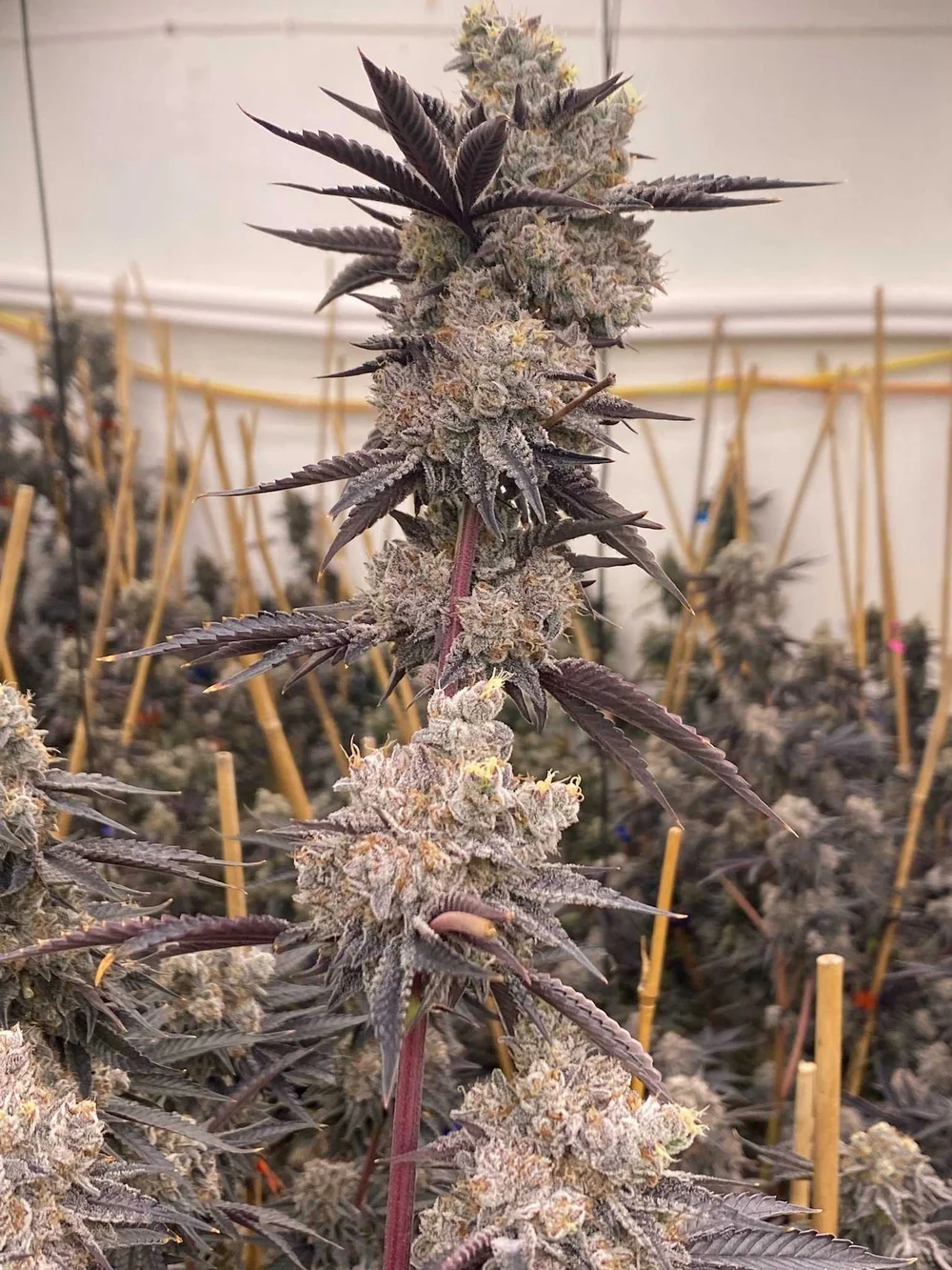Oreoz Blizzard ( Oreoz x Lemon Iccee) — Prime Cuts Cannabis Clone