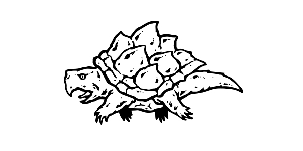 turtle.jpg