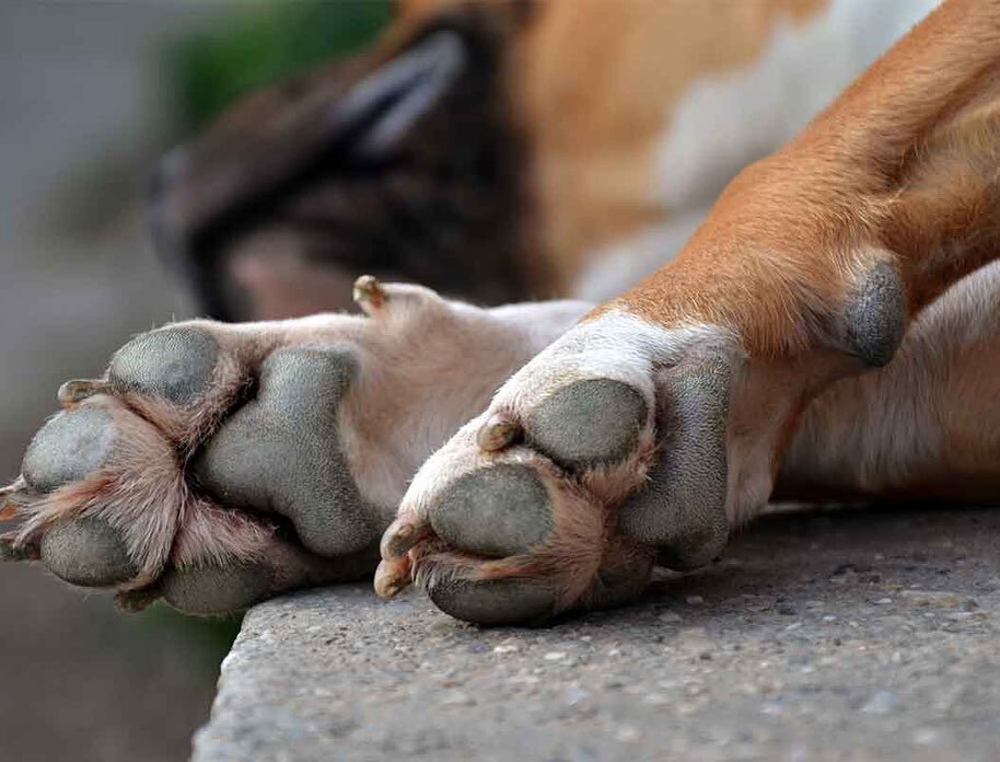Alrighty listeners, as we discussed this week your dog&rsquo;s toes can either smell like Fritos or like the old gods. Let us know which!