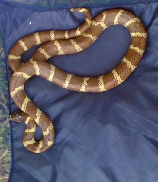 snake.JPG