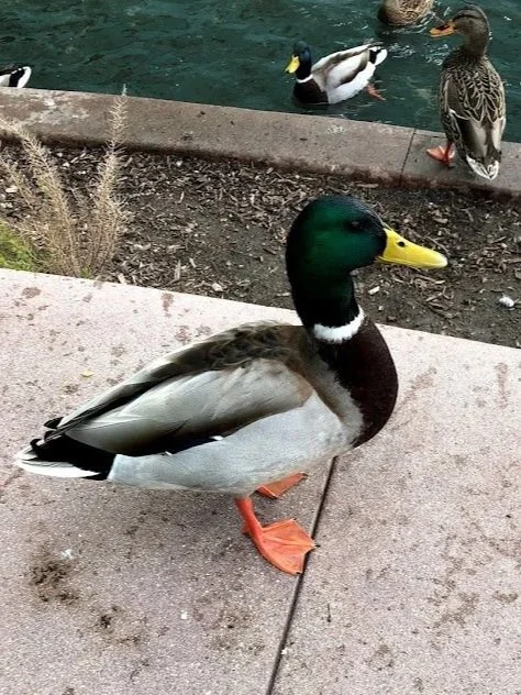 duck.jpg
