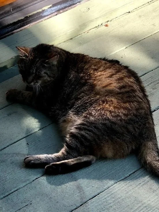 cat.jpg