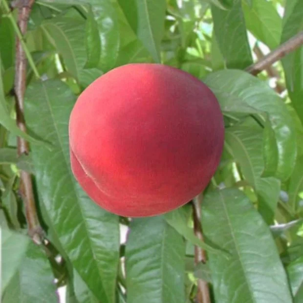 Peaches — McMullin Orchards Inc.