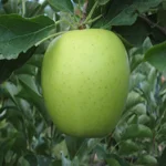 Golden Delicious.jpg