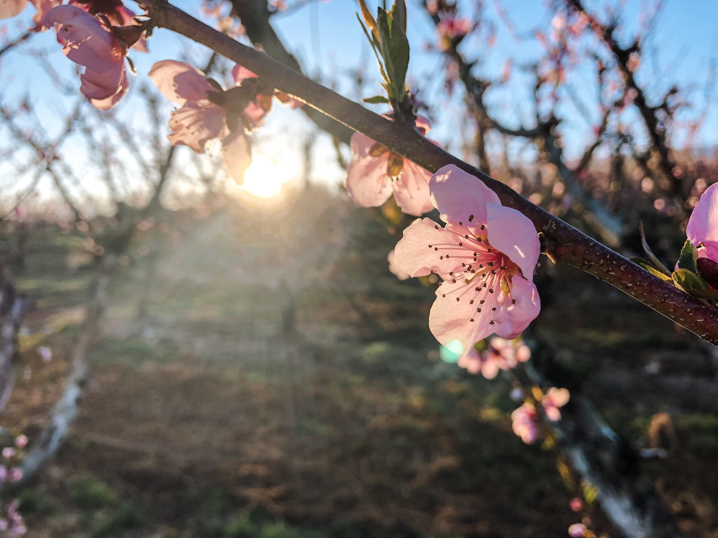 Peach Blossom.jpg