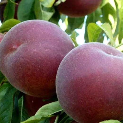 Peaches — McMullin Orchards Inc.