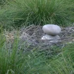 Dinosaur eggs and nest