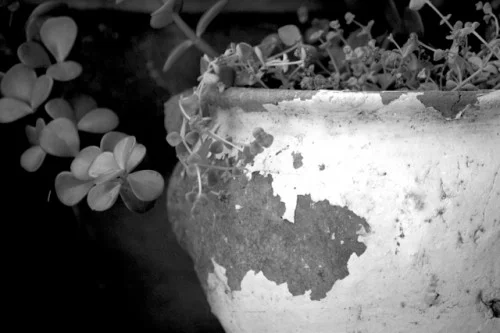 RedBird-wabi-sabi-500x333.jpg