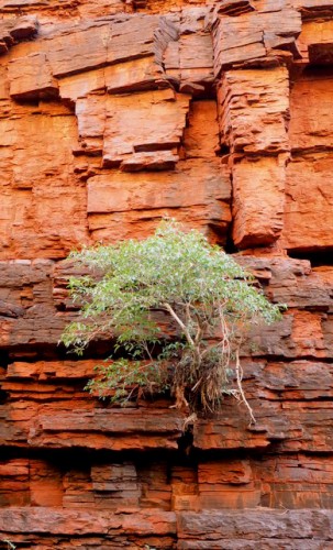 Karijini-tree-303x500.jpg