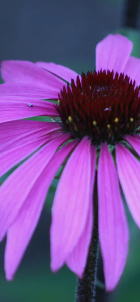 purple 6.jpg