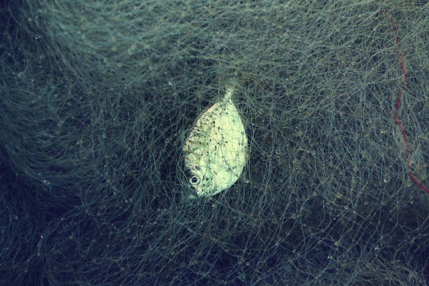 Fotos: Vikas Anand Dev, Alice Butenko, Gina Jie Sam Foek, Ingo Hamm/Unsplash