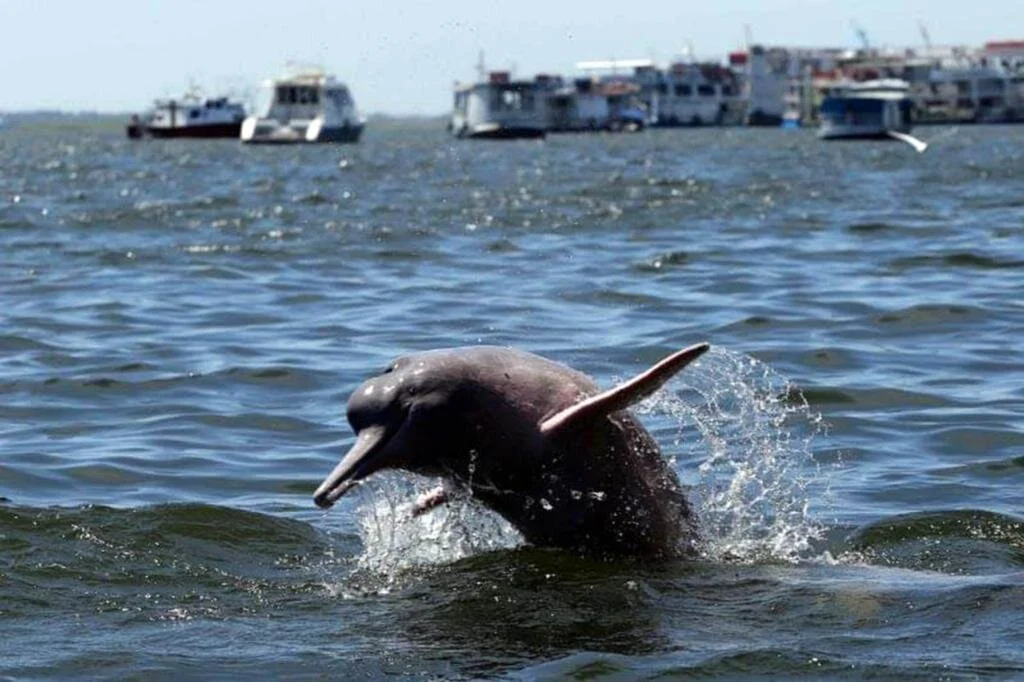 Cor. Cesar Mello-BRally.jpeg