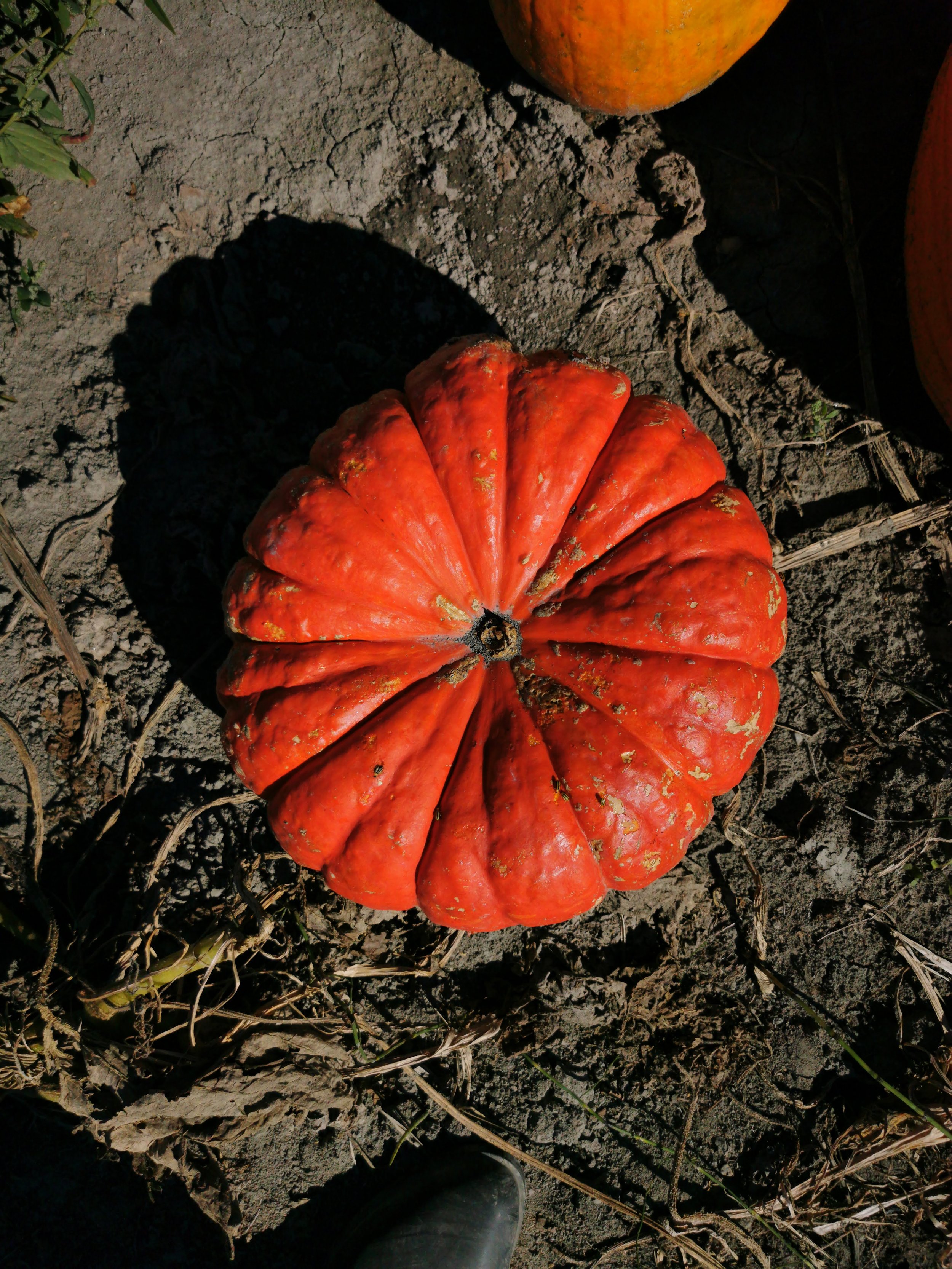 Cinderella's pumpkin (rouge vif d'Etampe)