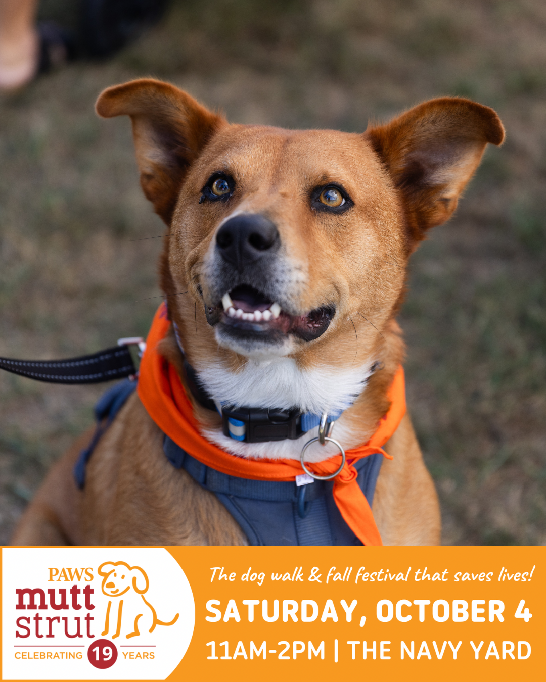 Mutt Strut 2025