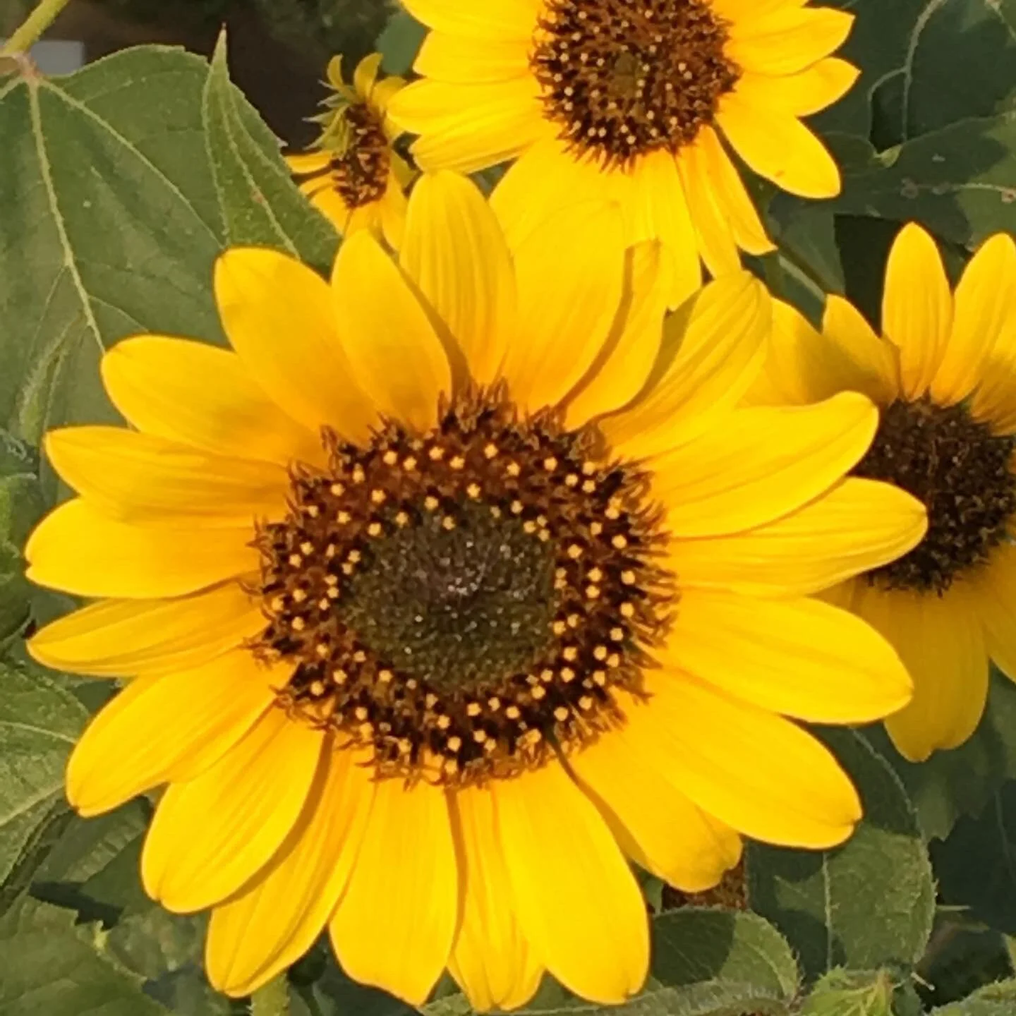I snapped this sunflower photo in Albuquerque across from the field where a hot air balloon was preparing to take me on my first balloon ride to celebrate my significant birthday in 2018.