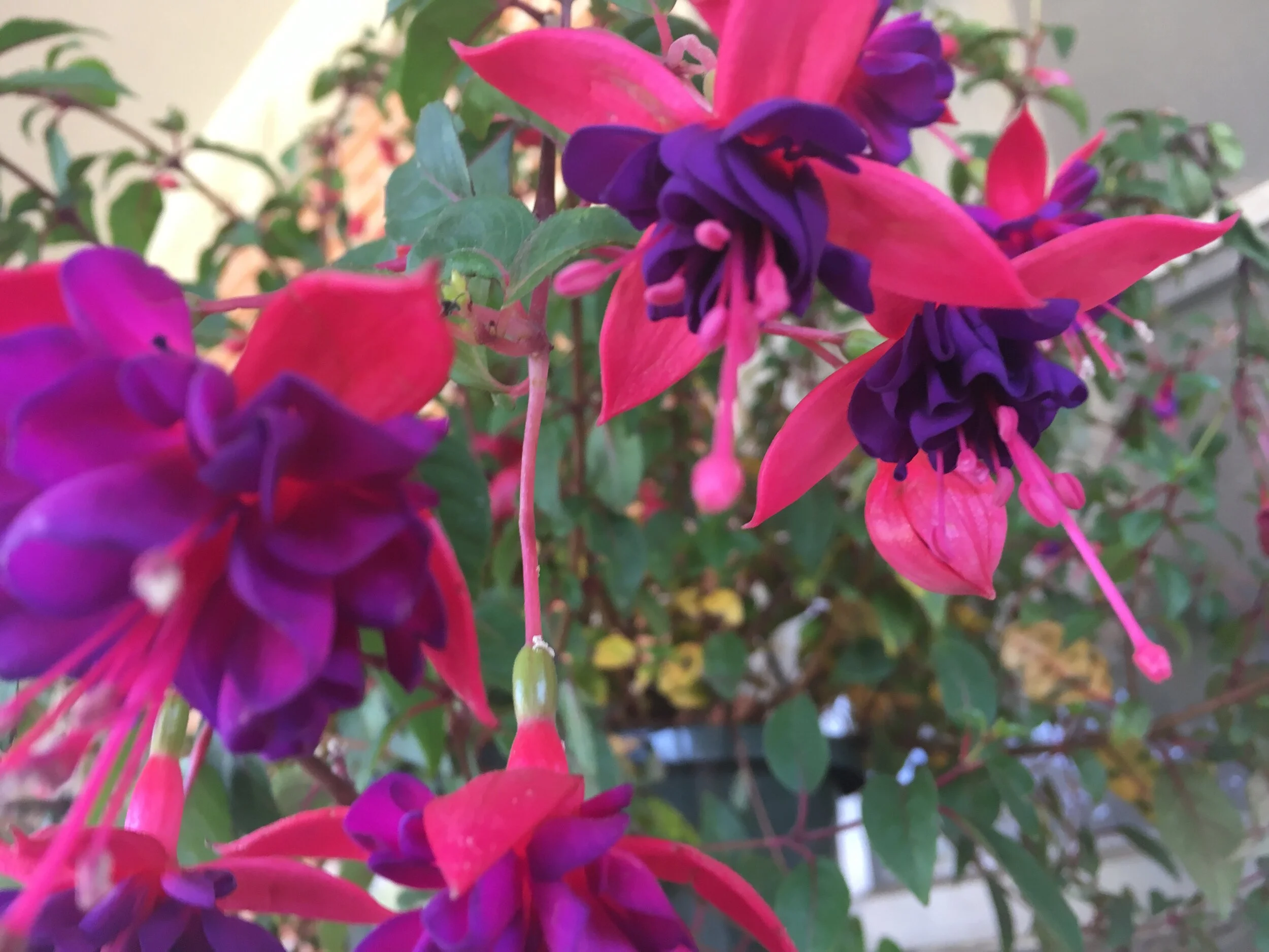 I have been in awe of fuscihia blossoms since the first time I saw it. After moving home, I was pleasantly surprised to find my favorite - the pink and purple.