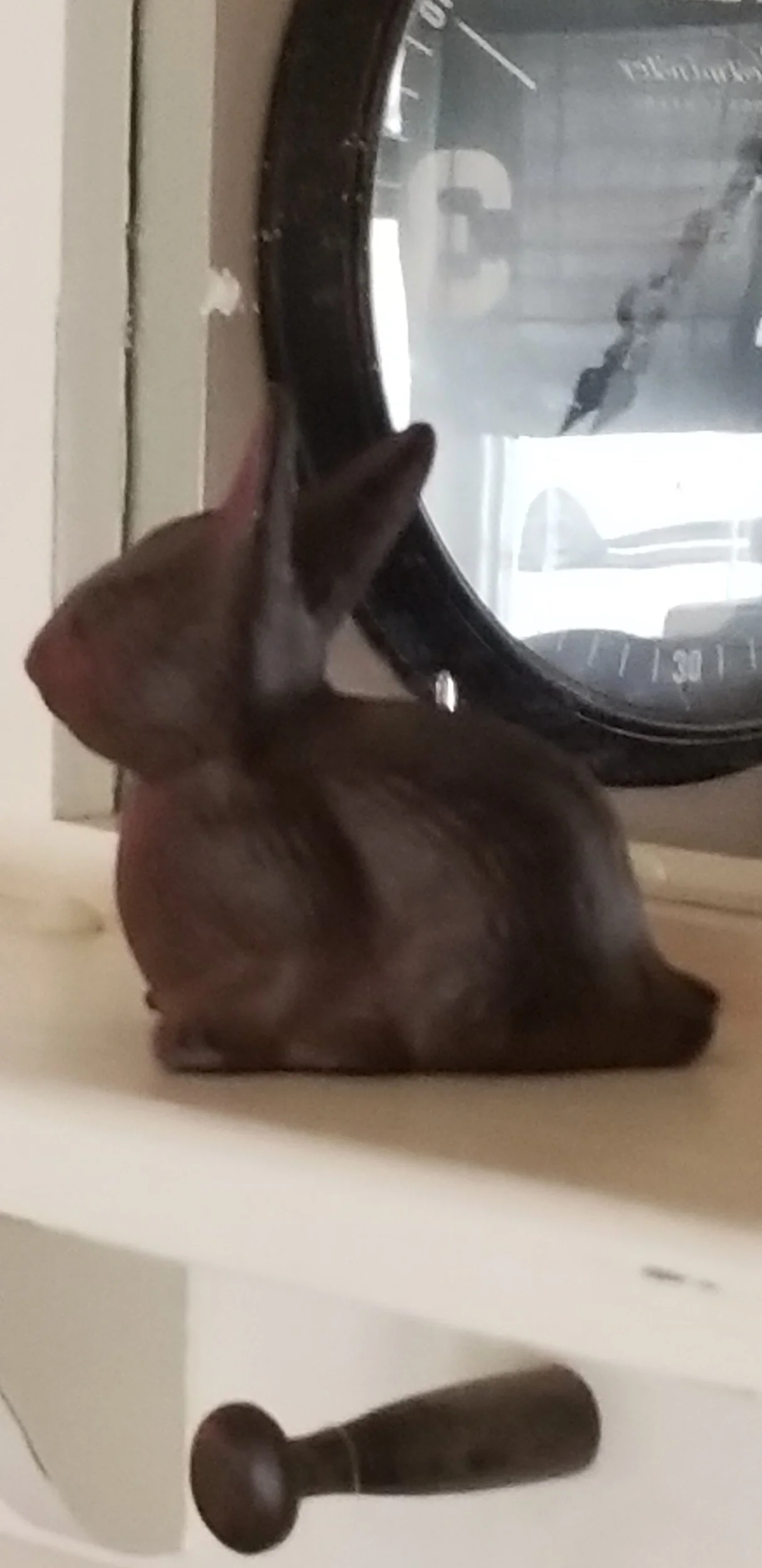 Bunny1.jpg