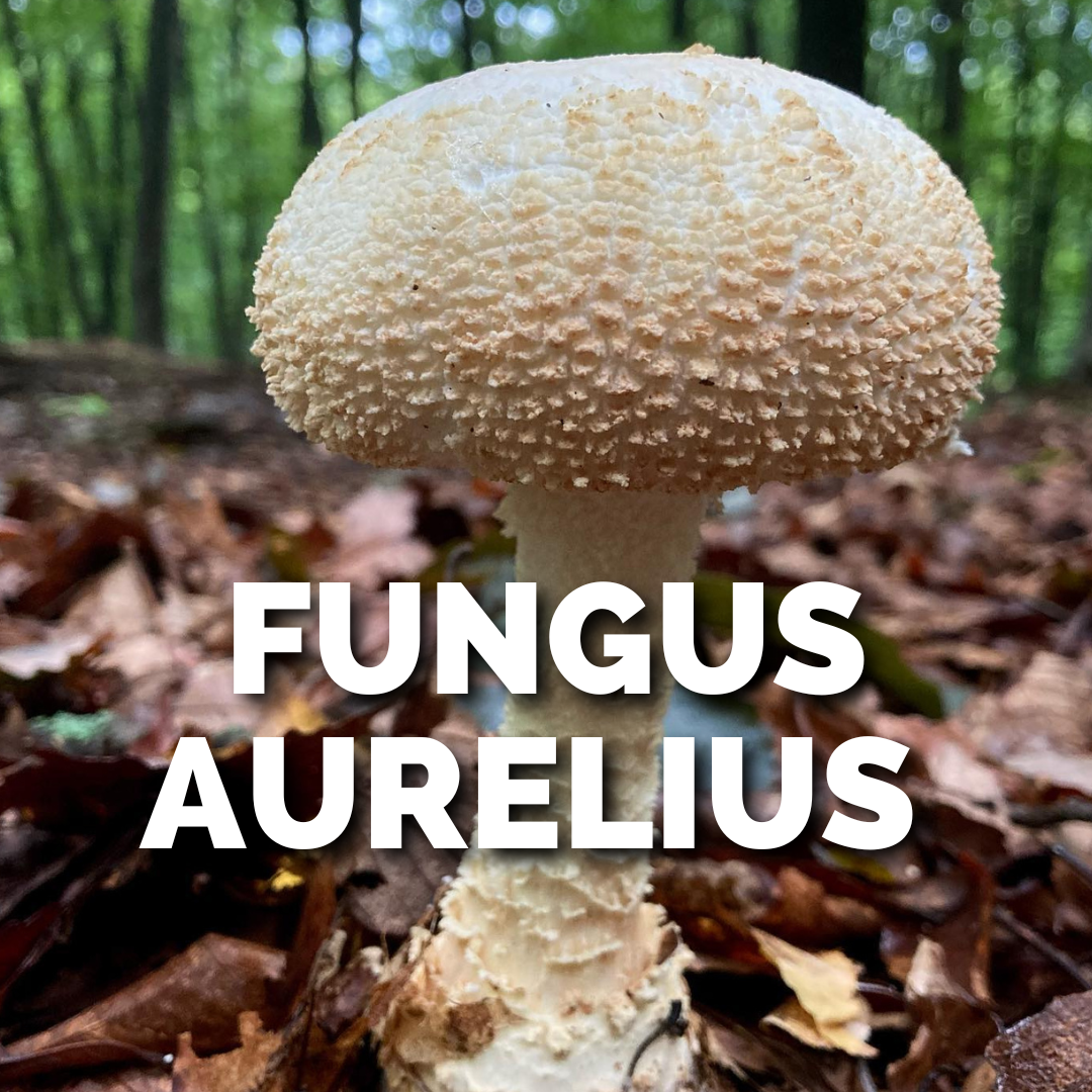 FUNGUS AURELIUS