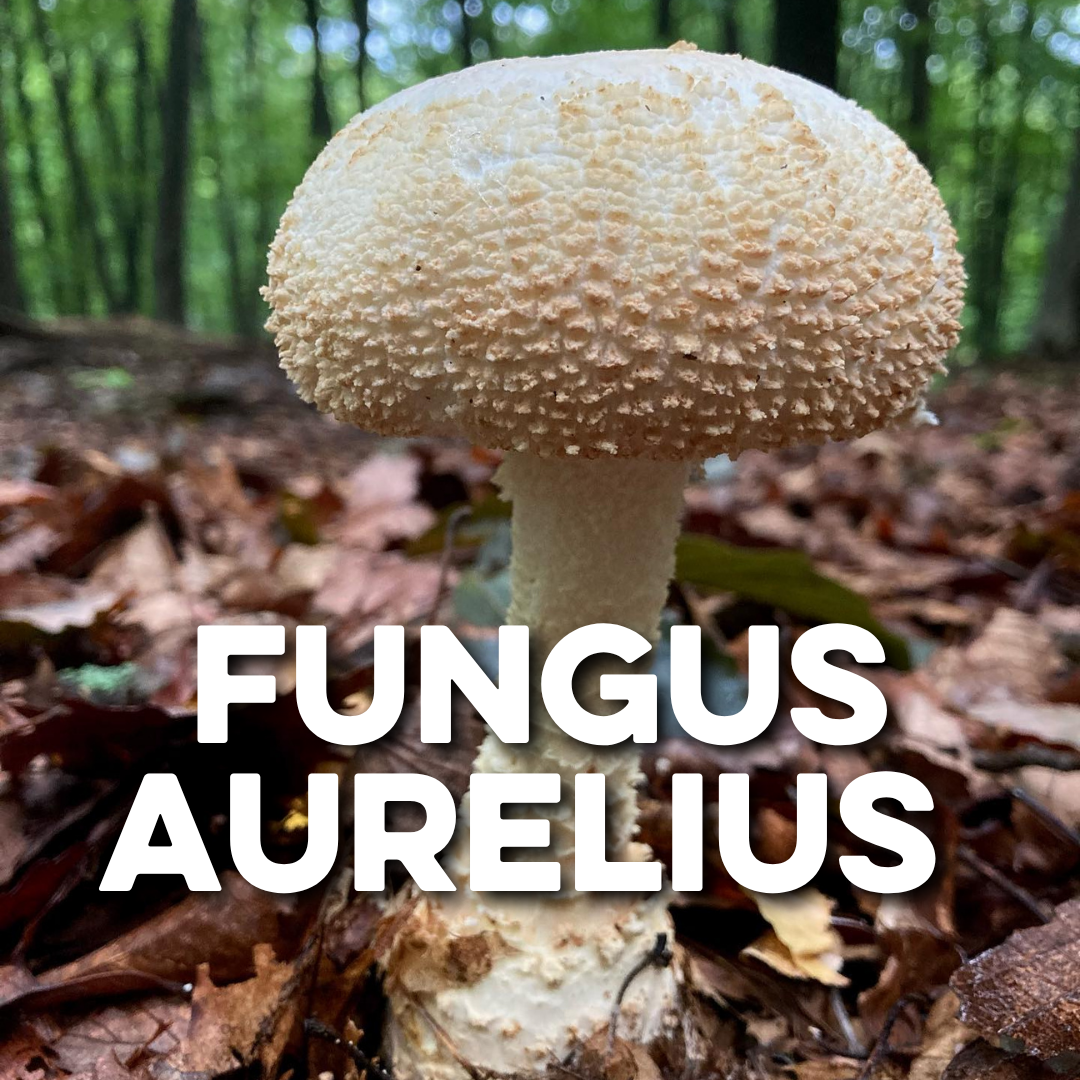 FUNGUS AURELIUS
