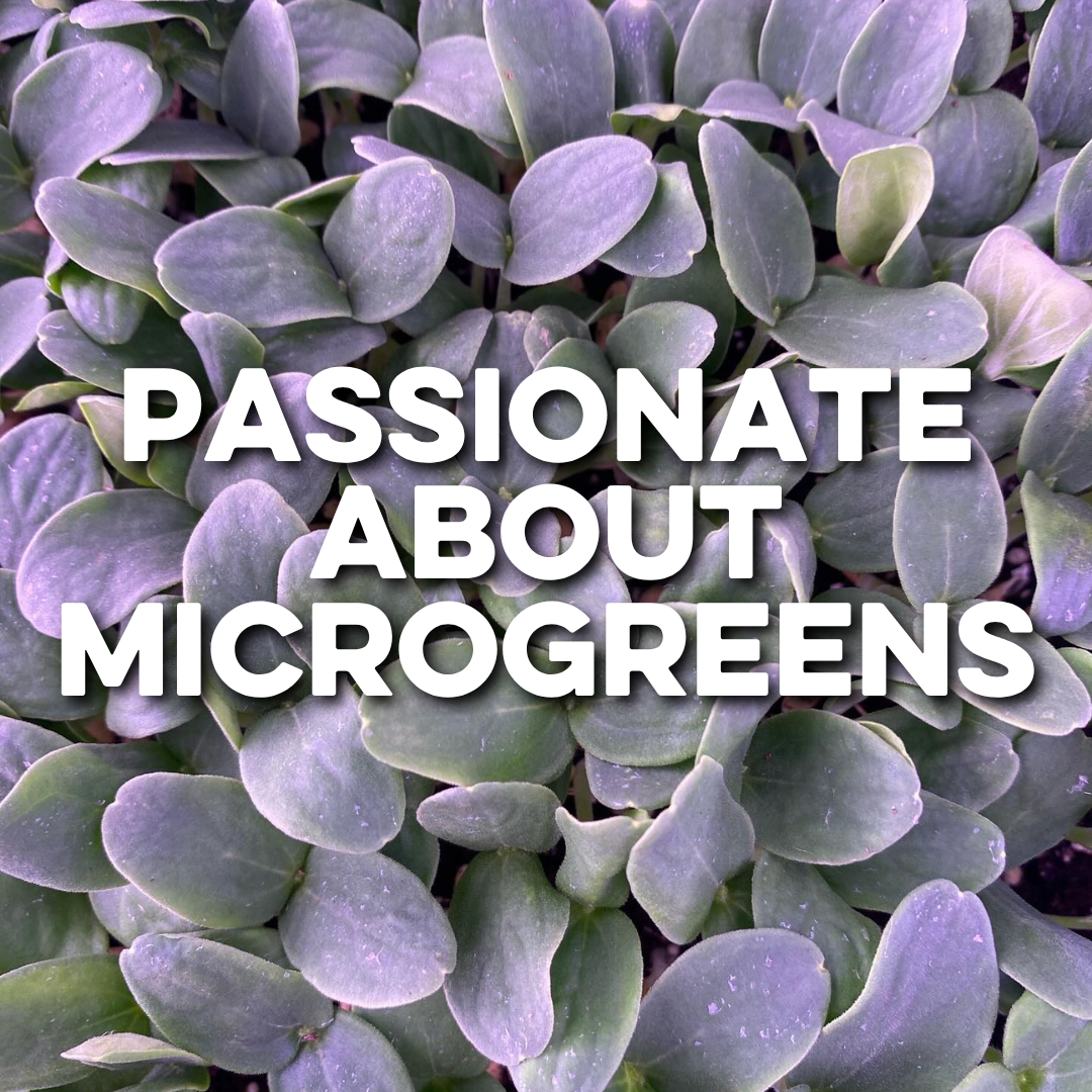 PASSIONATE ABOUT MICROGREENS 