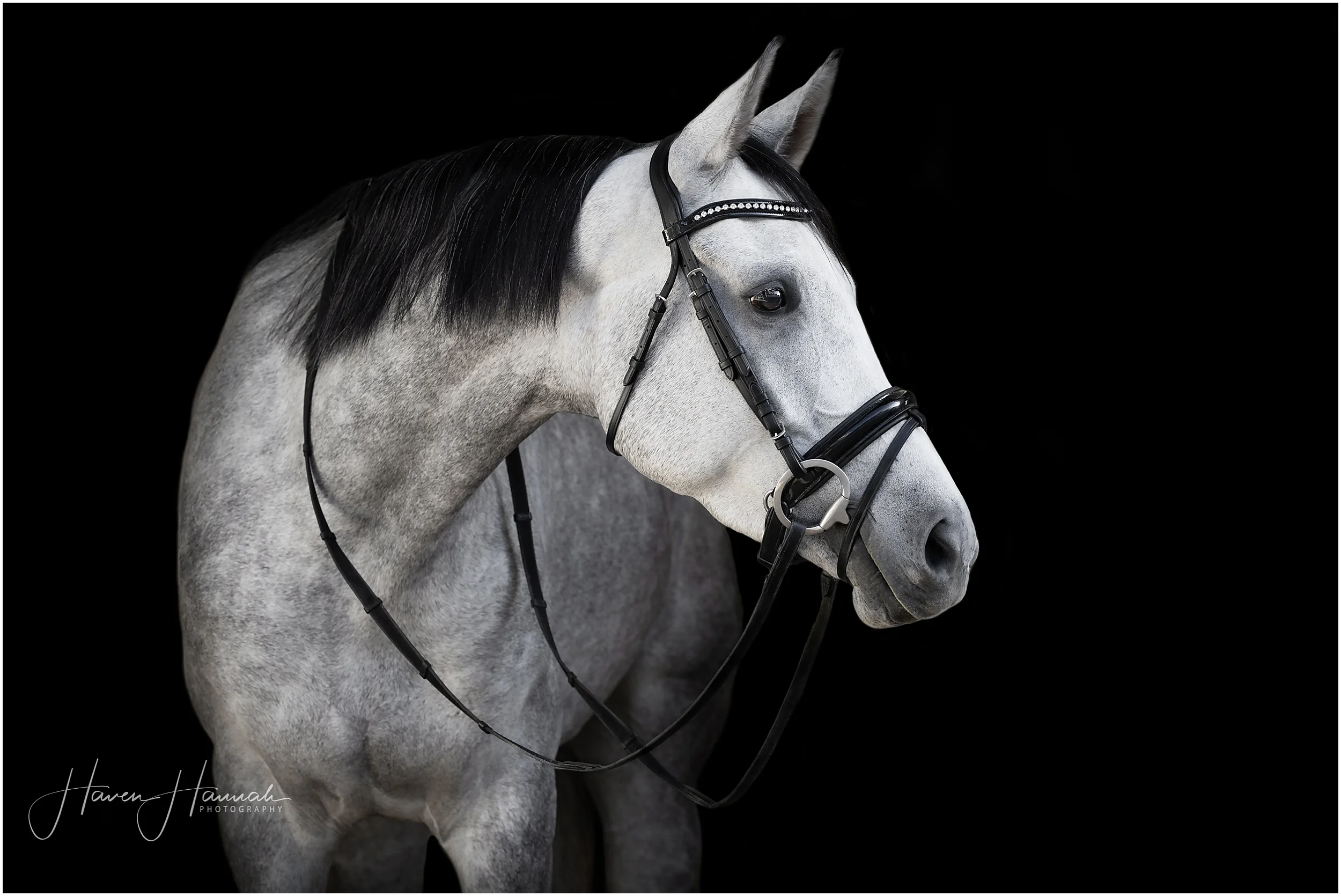 black-background-portait-horse