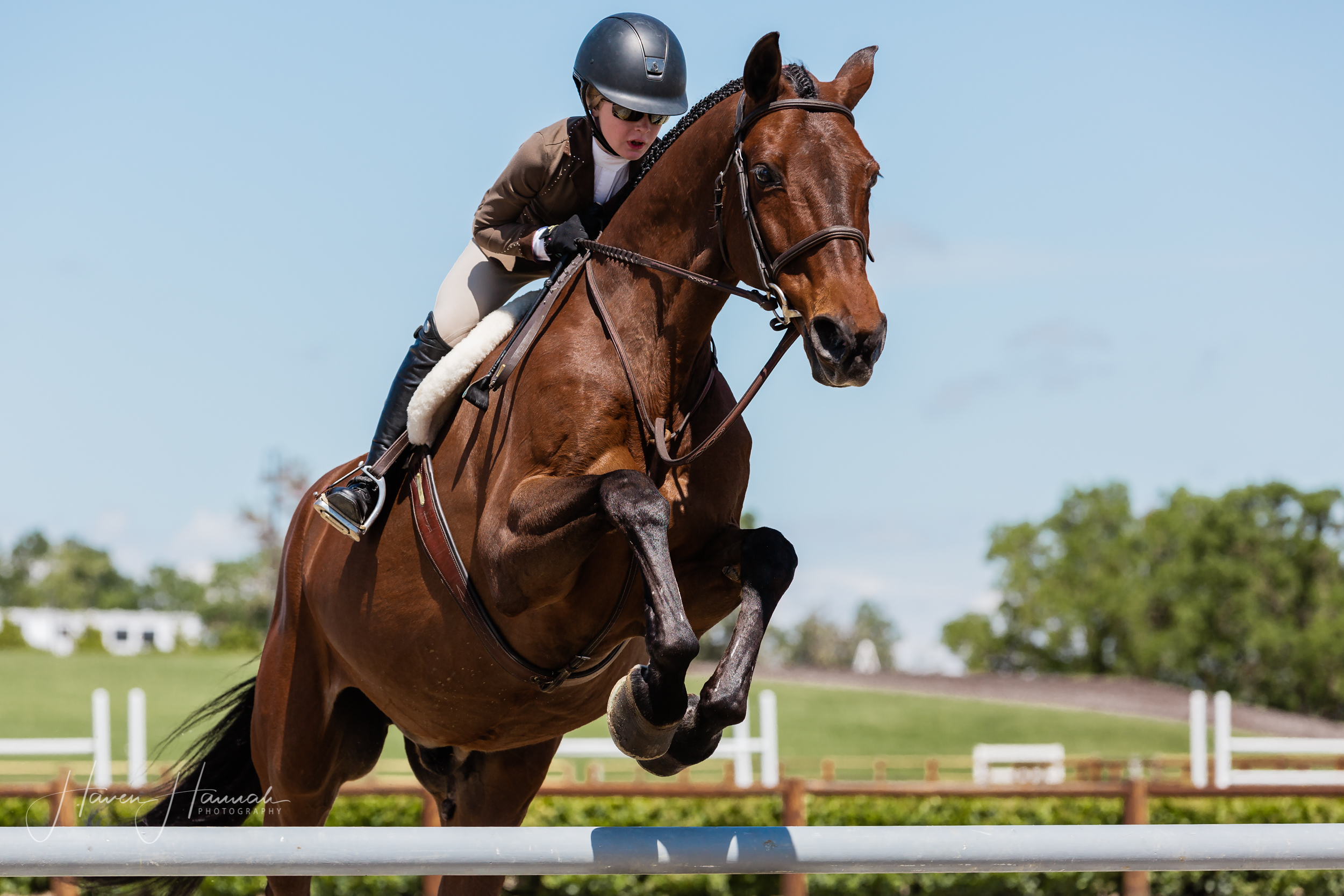 los-angeles-equine-photographer