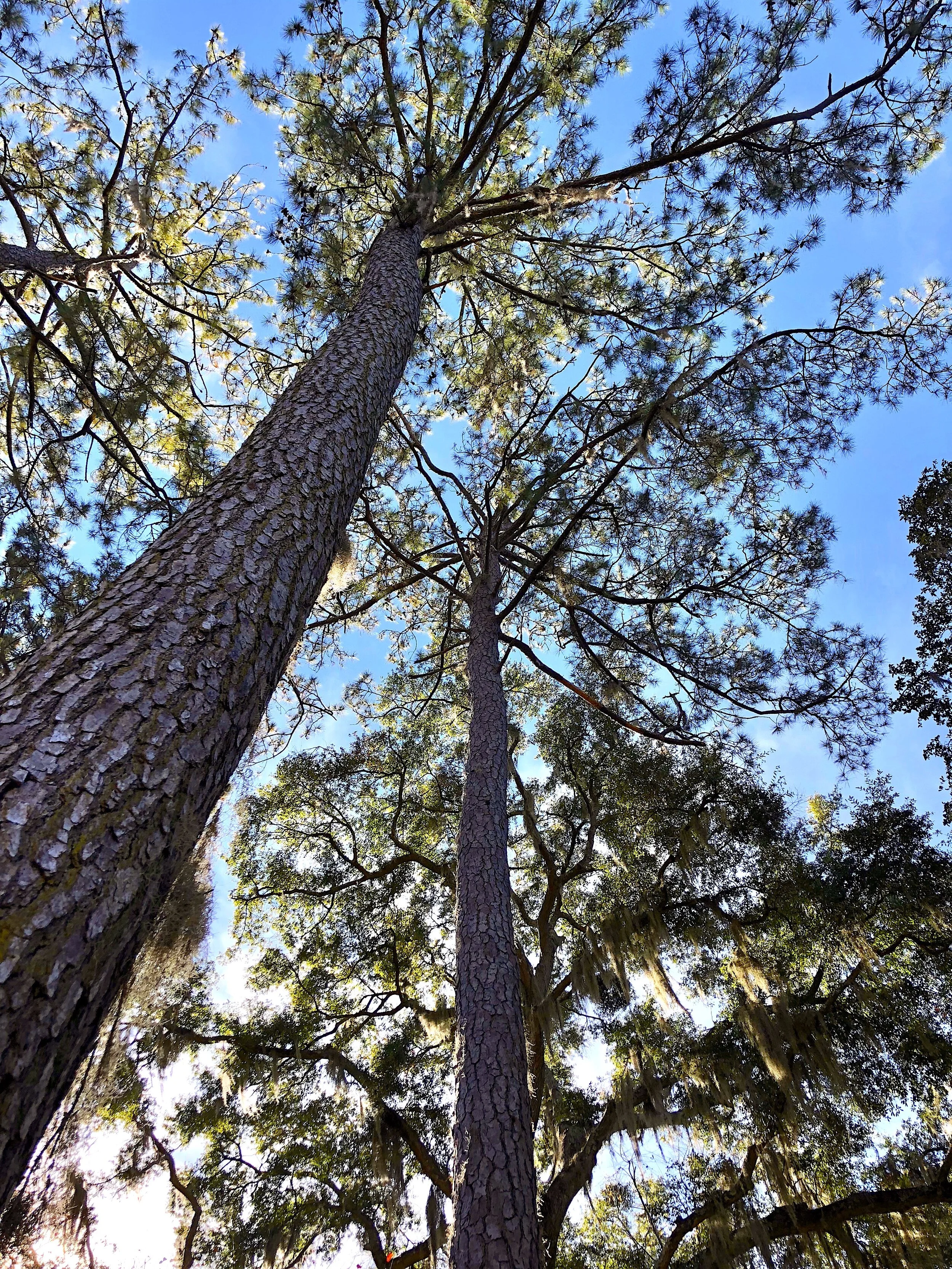 Day 50: Marking a Milestone