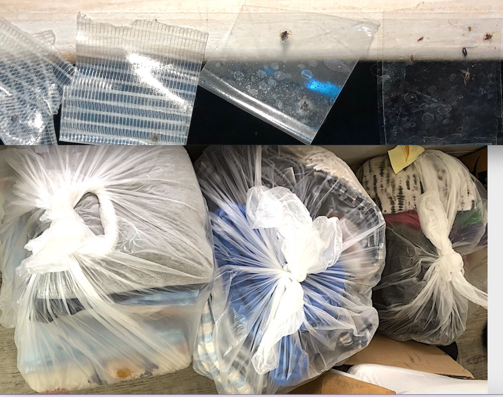 Day 116: Entomophobia