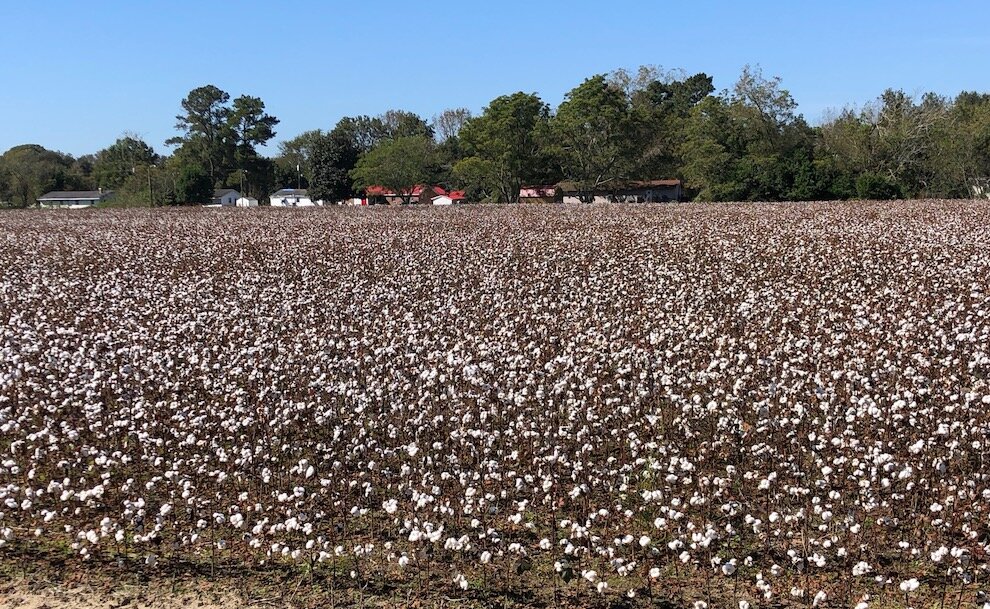 Day 266: Cotton &amp; Peanuts