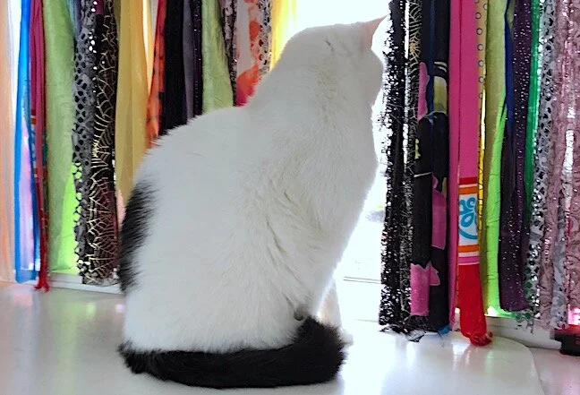 June 24: Ode to Pyewacket