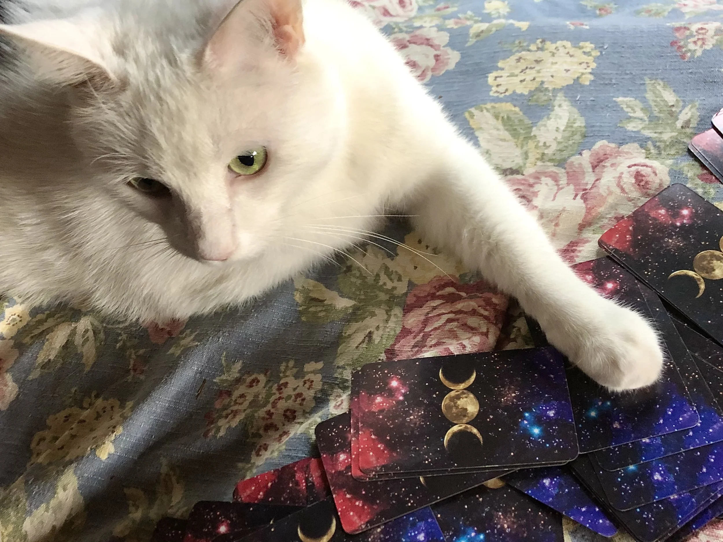 DAY 794: PS: Free Readings