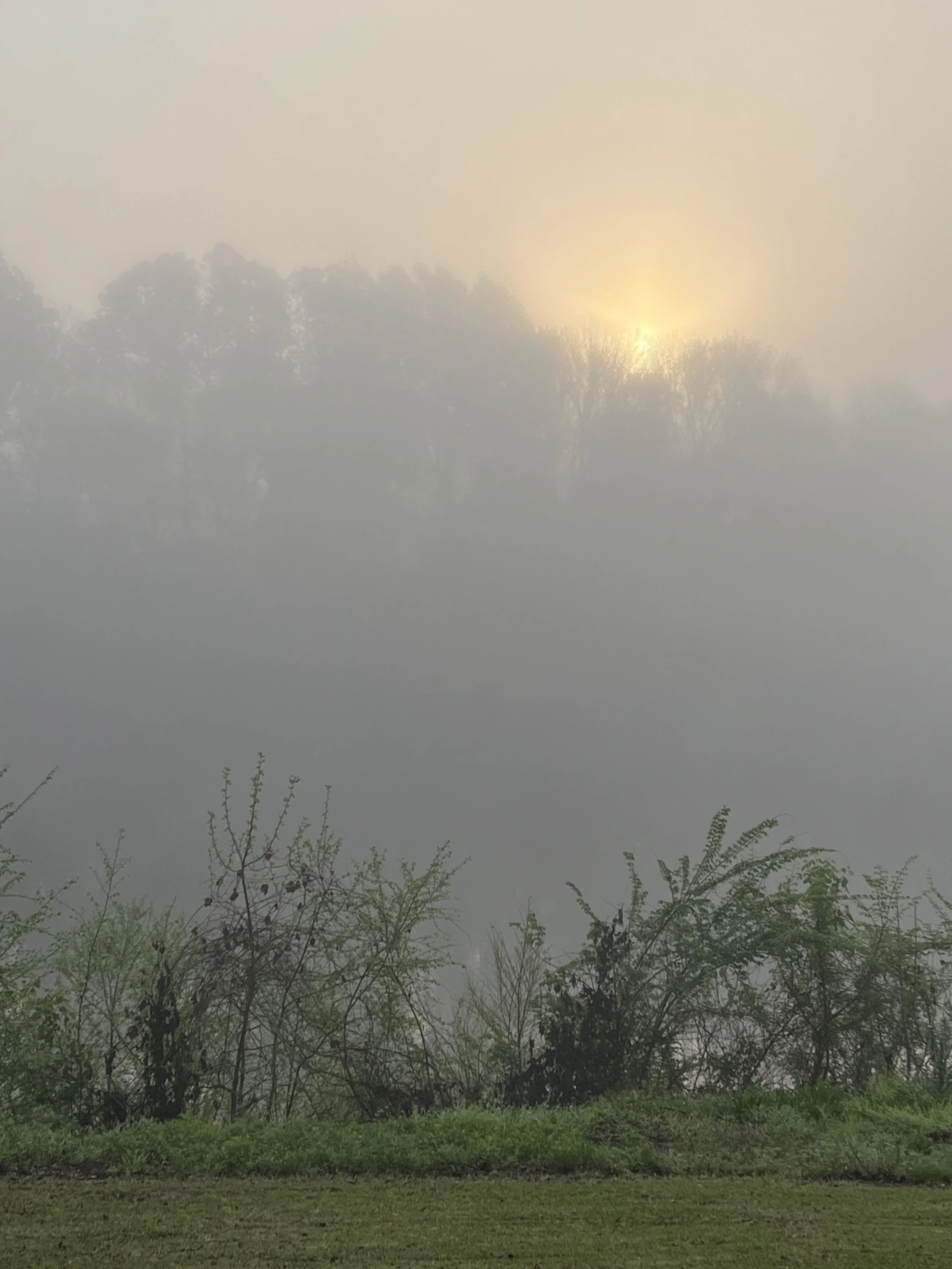 DAY 985: "Morning Has Broken"