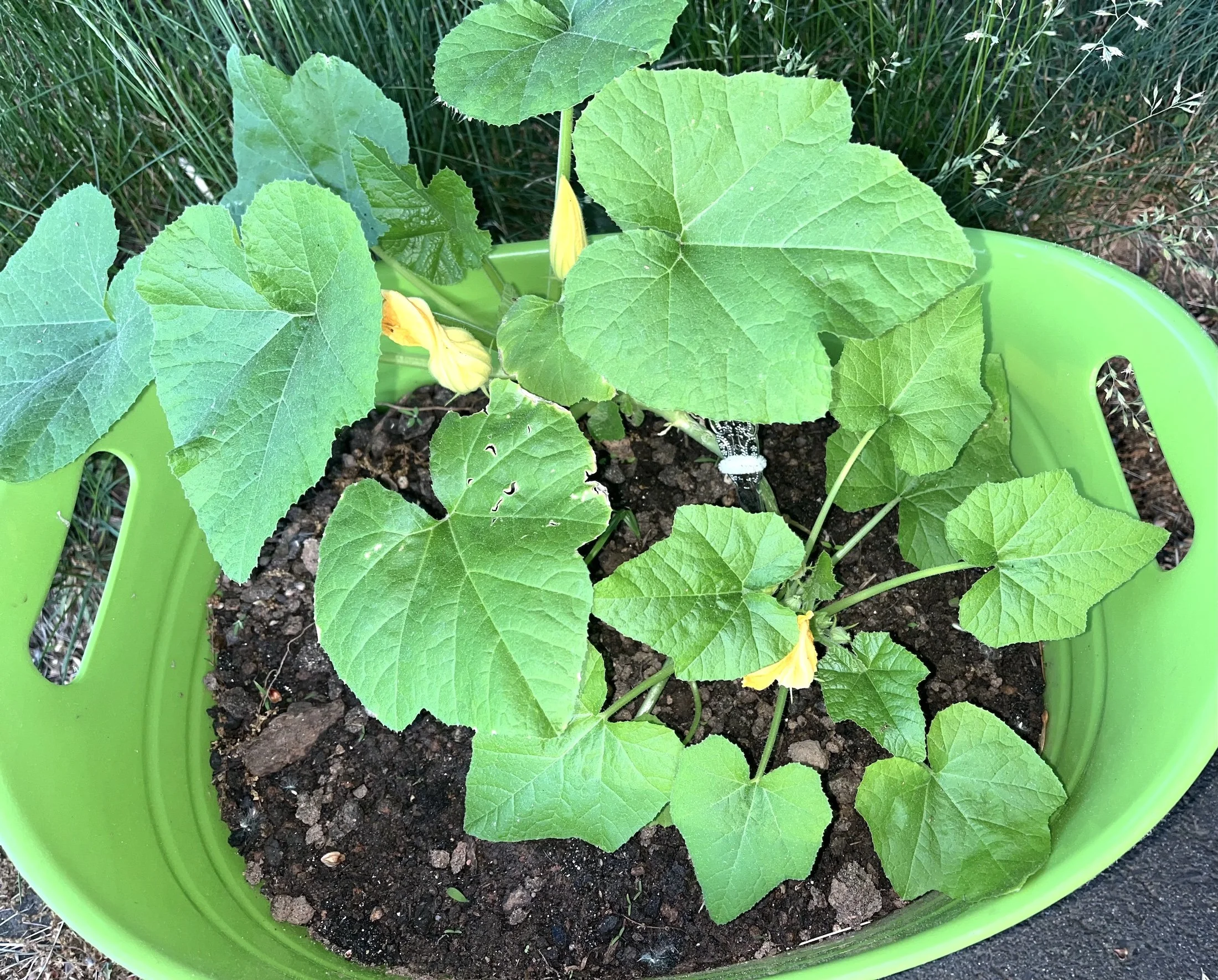 June 3: Going To Seed (Again) &amp; a Spell