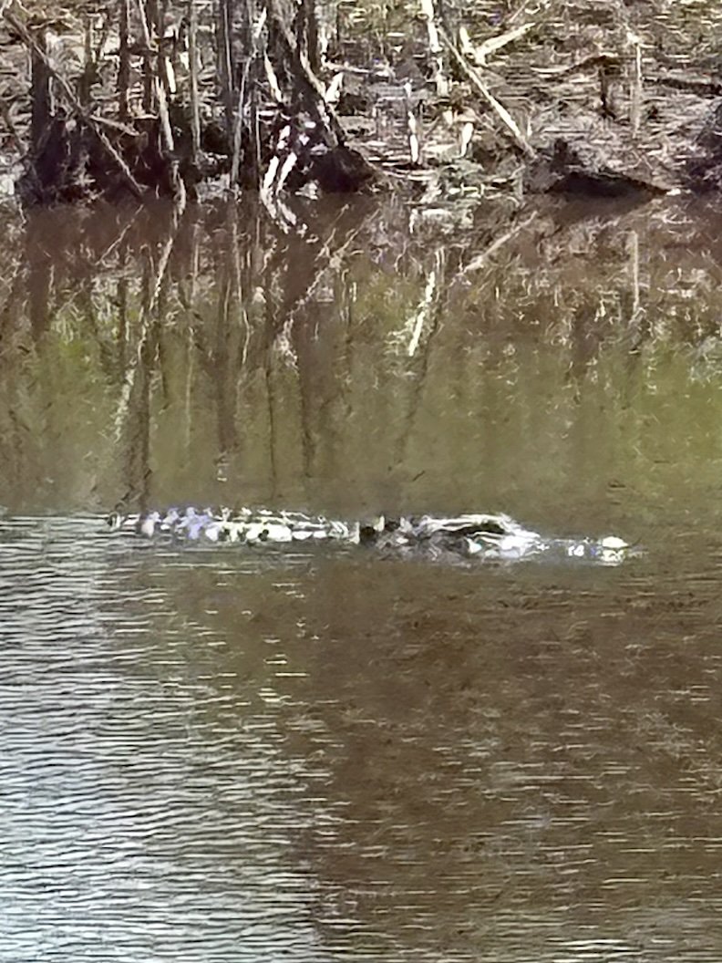 April 14: Alligator Alley