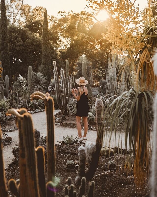 I&rsquo;m obsessed with this cactus garden at Stanford University 🌵It&rsquo;s so magical, especially during the golden hour! ✨
.
When you go there, stop at Go Fish Poke Bar in Palo Alto, they have the best poke bowls ever 🍽🍛 and for watching the s