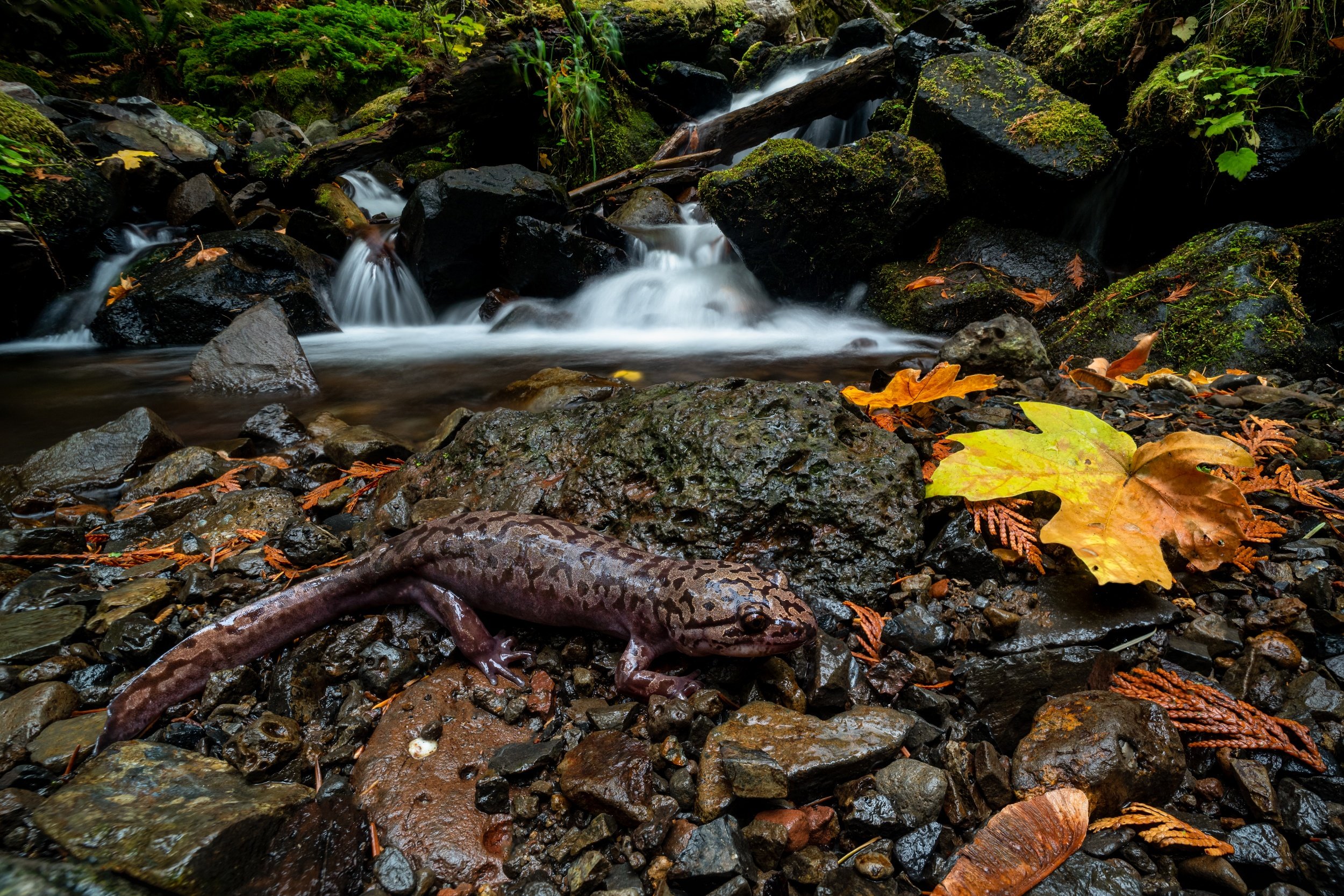 processed_DSC_2877-Focus Stack-warm.jpg