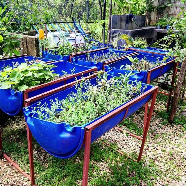 Pictures taken during the visit of @fumbatownservicecenter.
What a display of diversity!
Cuttings, seeds, small pots big pots. It was a pleasure to see the work of @kirschbernadette and her team.
And I am very proud to say that I helped with a bit of