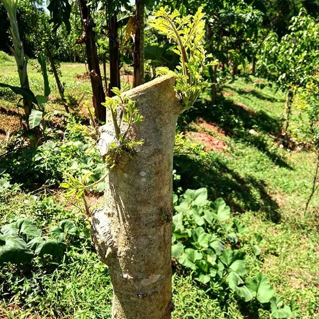 Back to Nurzia, Spice and Fruits farm in Kidichi, Zanzibar. 
2 and half weeks ago, I tought the guys working at @kidichiandmsonge, chop and drop. We also made cuttings out of the overgrown moringas for the project we where working on t the time. Only