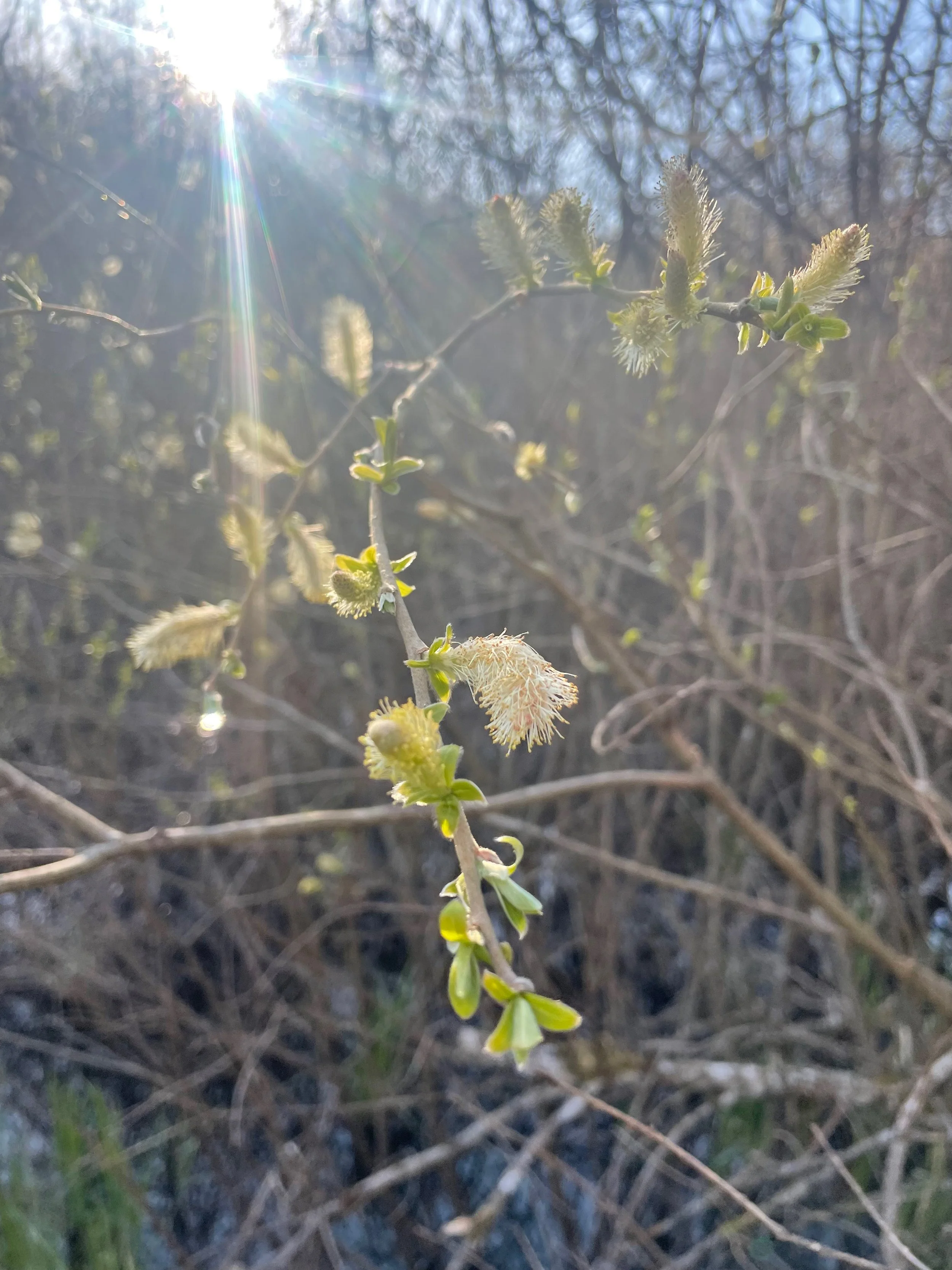 Forårs mindfulness i NATUREN ved Furesøen i Holte.               10 uger, start 14. april 2026 kl. 17:15