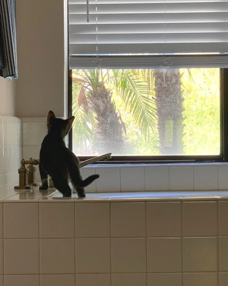 Life Update: I Adopted A Kitten During Quarantine