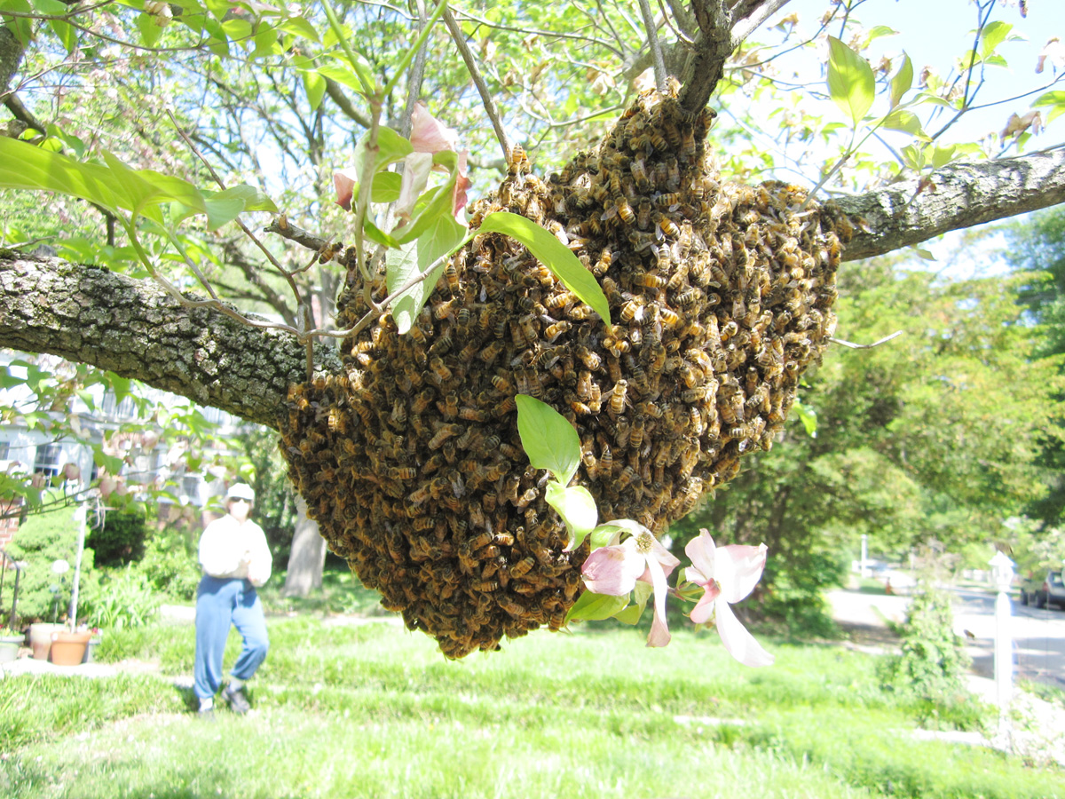 swarm-o-bees.jpg