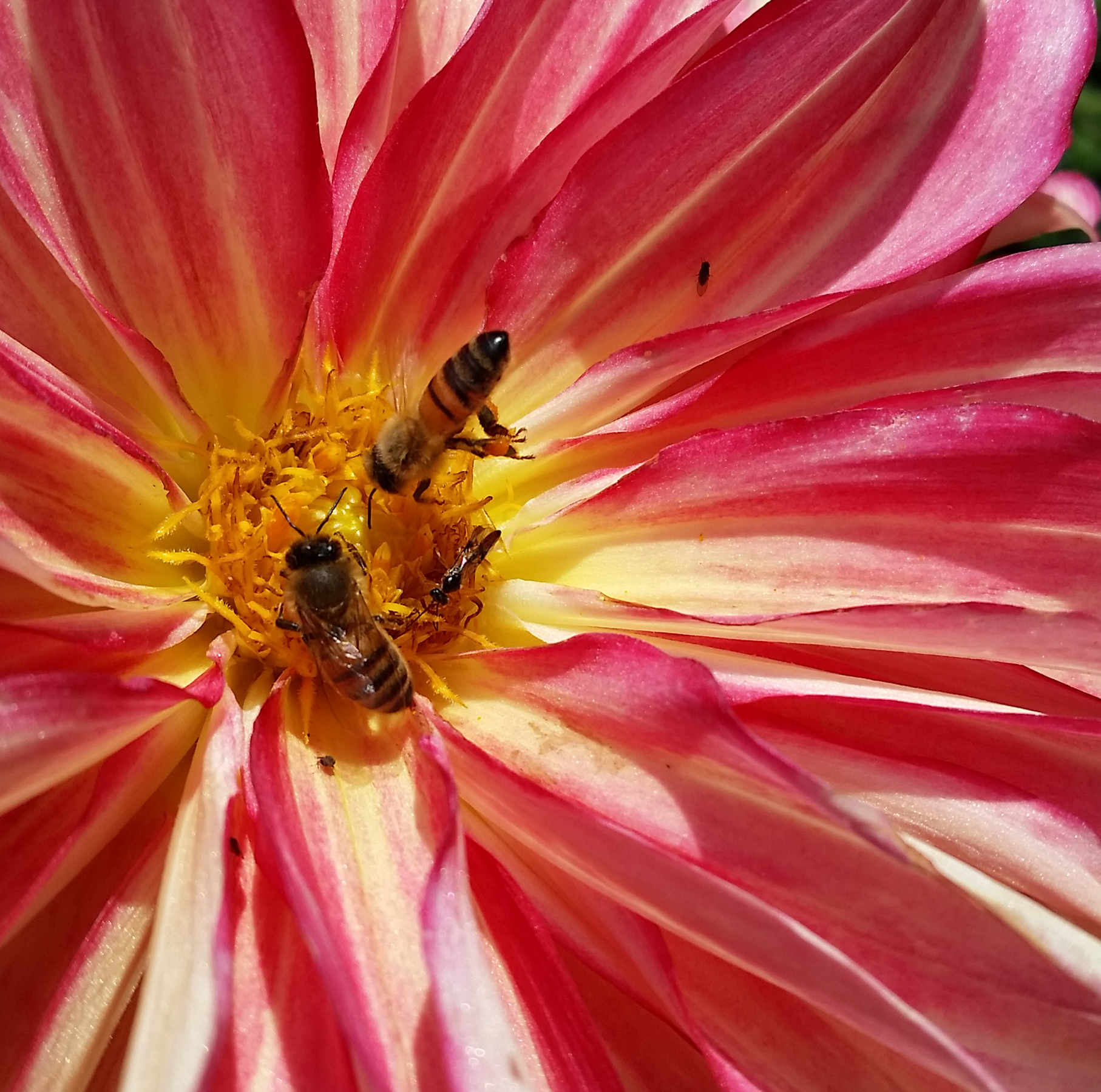 bees-pollinating-flower.jpg