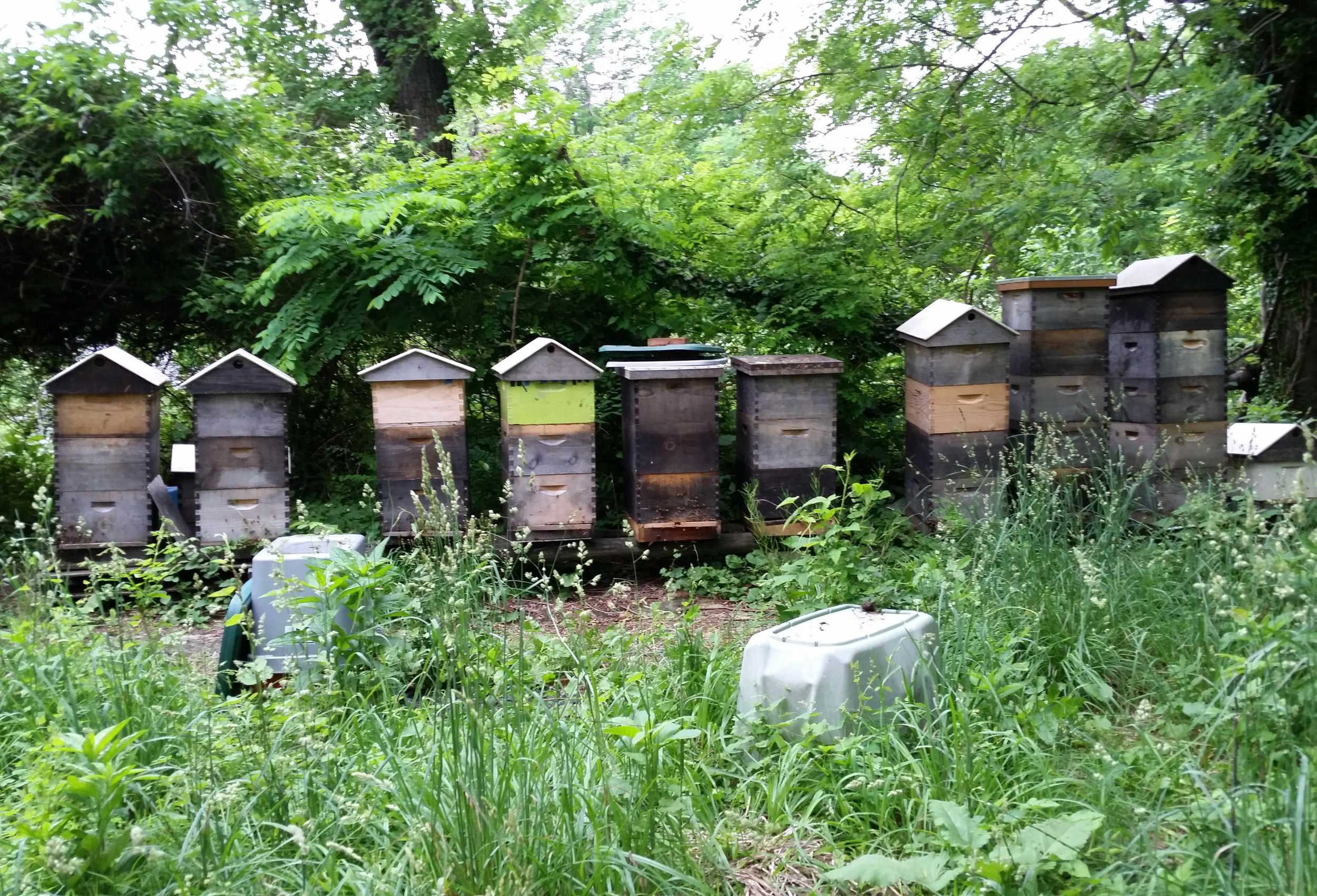 gable-hive-colony.jpg