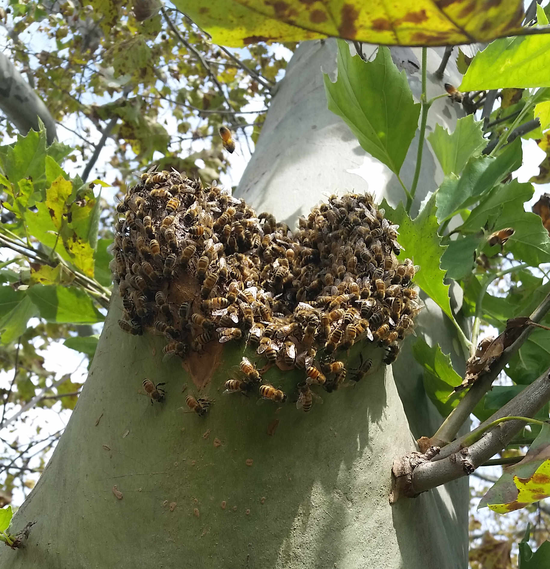 heart-shaped-swarm-on-tree.jpg