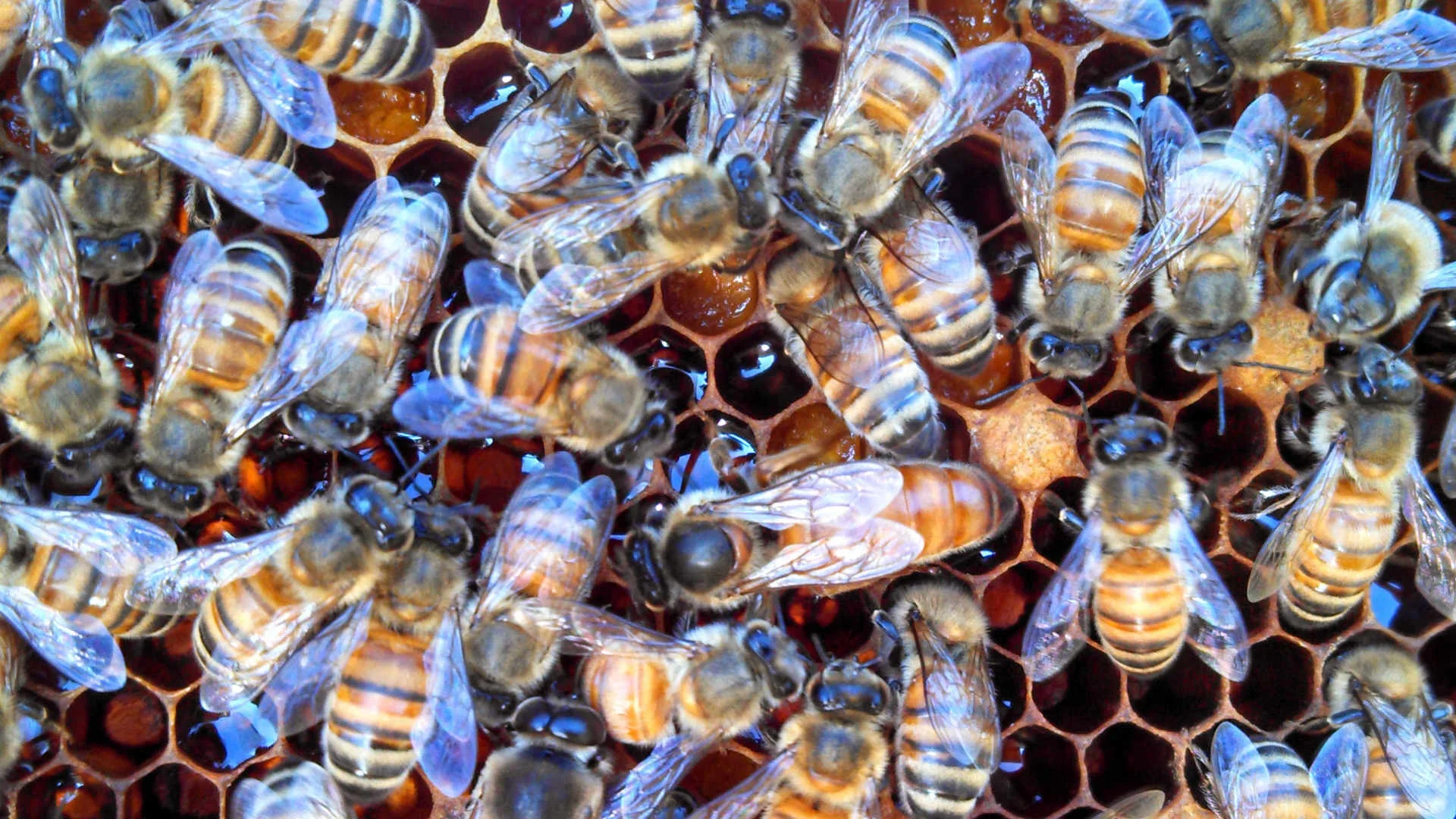 bees-dark-comb-horiz.jpg