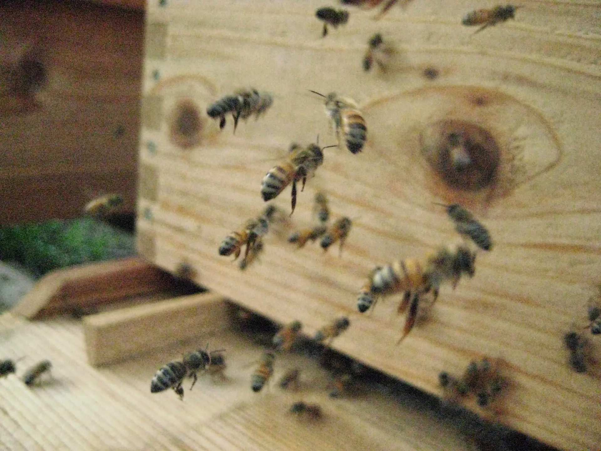 bees-entering-hive.jpg