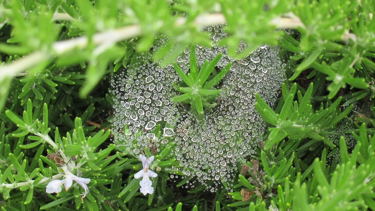 A Walk, With Diamonds